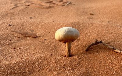 How can I improve my chances of winning a Trail or Ultra Trail?